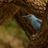 Skalnik modry - Monticola solitarius - Blue Rock-Thrush 1776ru